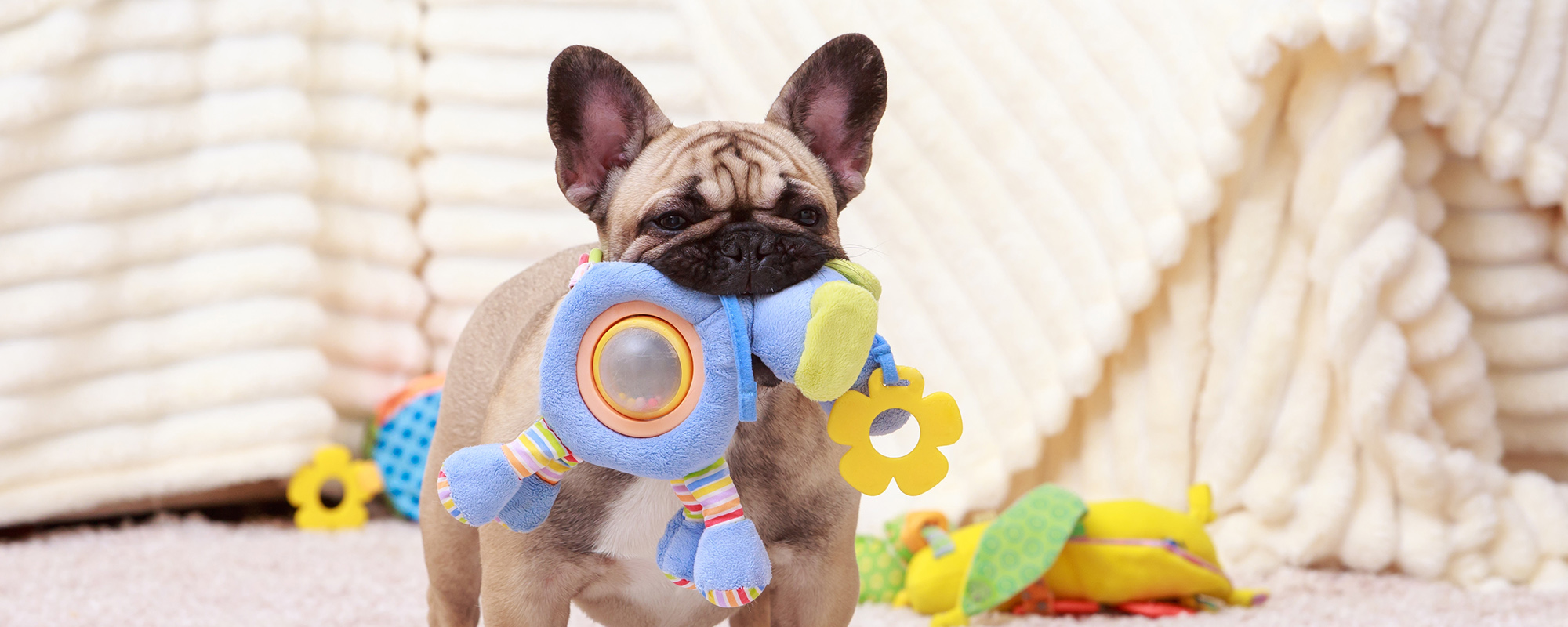 Safeguarding Your Pet Brand: Navigating Challenges and Protecting Brand Integrity In the Evolving Pet Industry